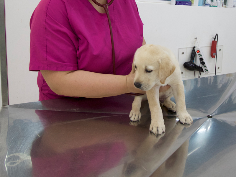 Ambulatorio Veterinario